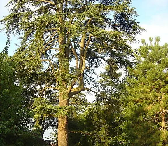 Hotel Les Orangeries 3*