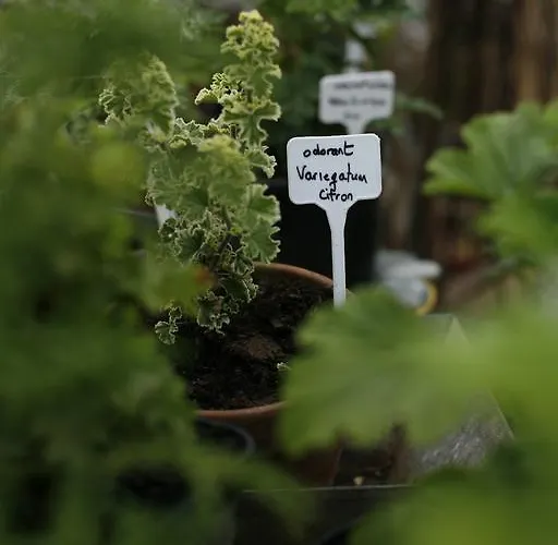 Les Orangeries Lussac-les-Châteaux